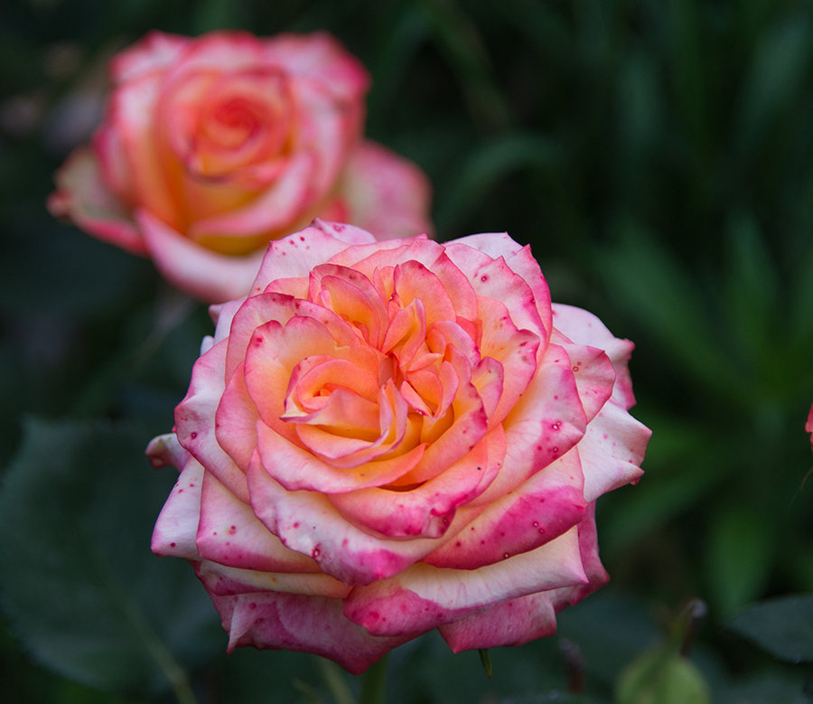 DSC_7852.jpg