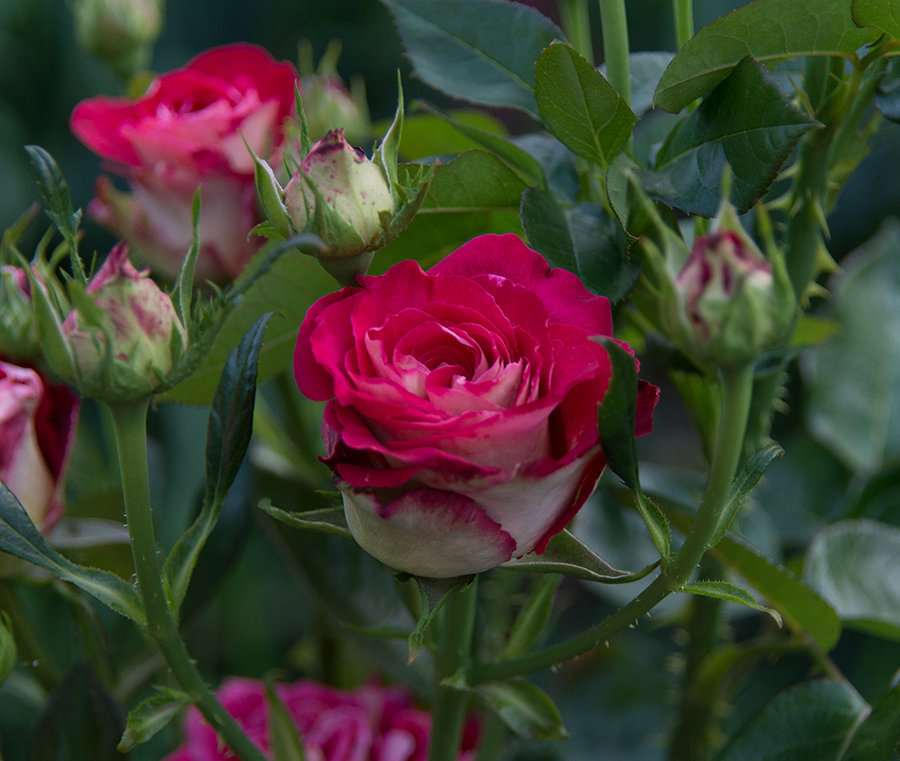 DSC_7853.jpg