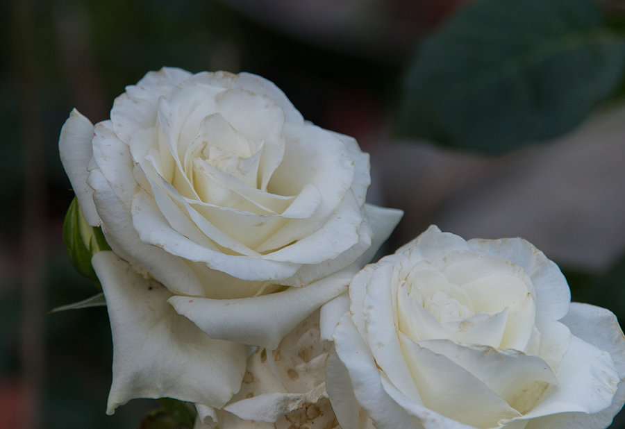 DSC_7855.jpg