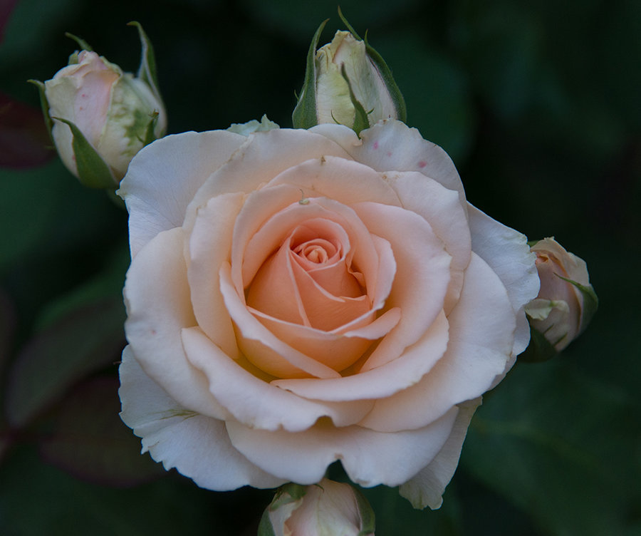 DSC_7861.jpg