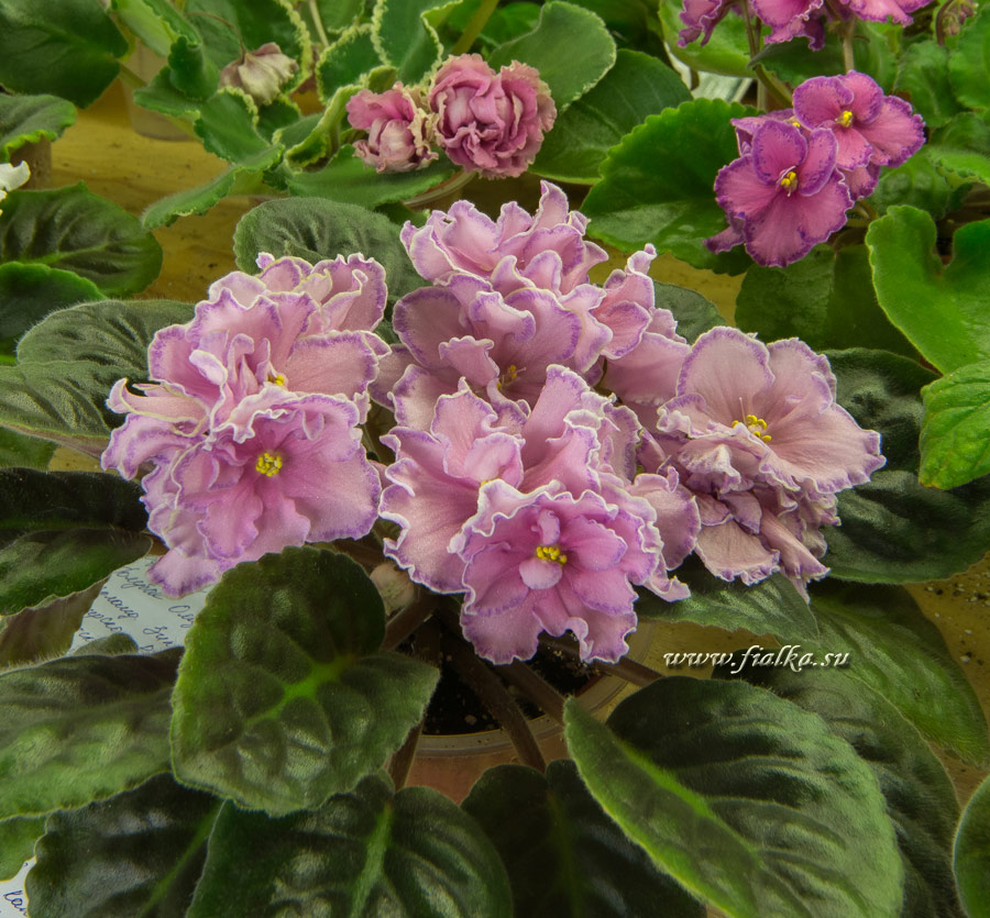 DSC_9162.jpg