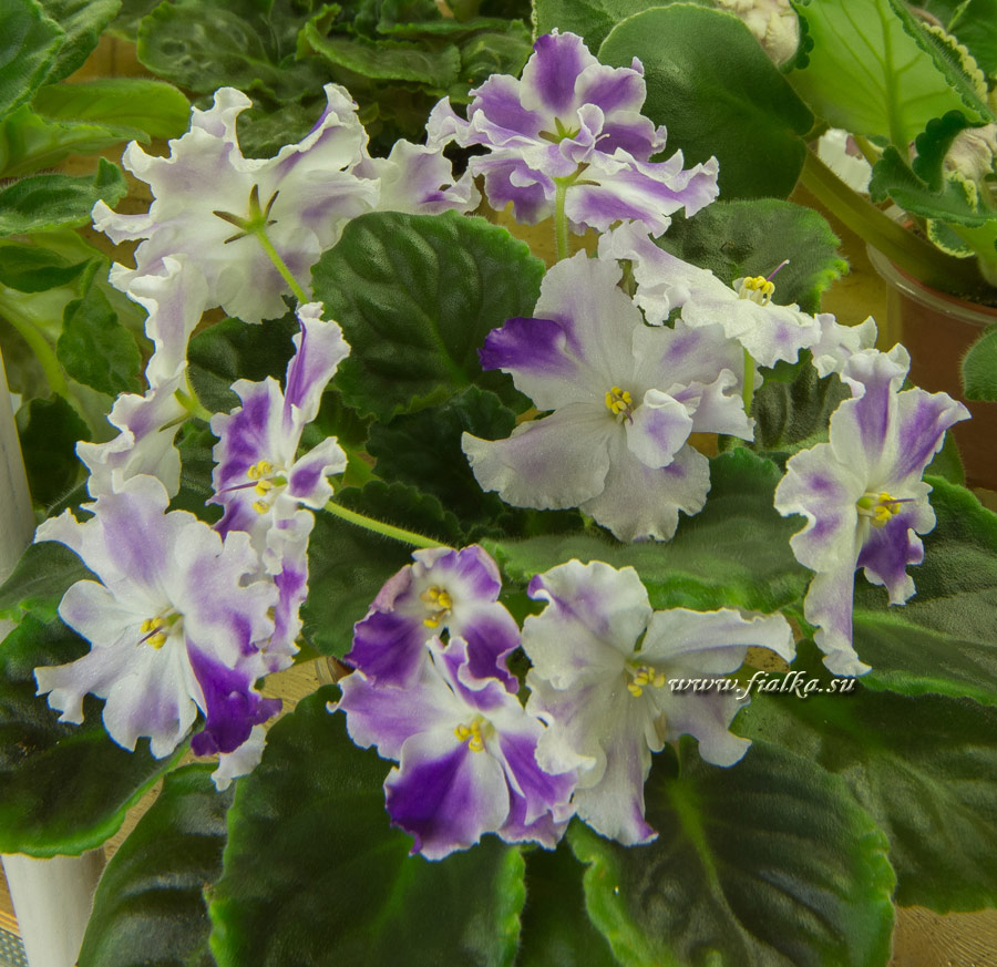 DSC_9163.jpg