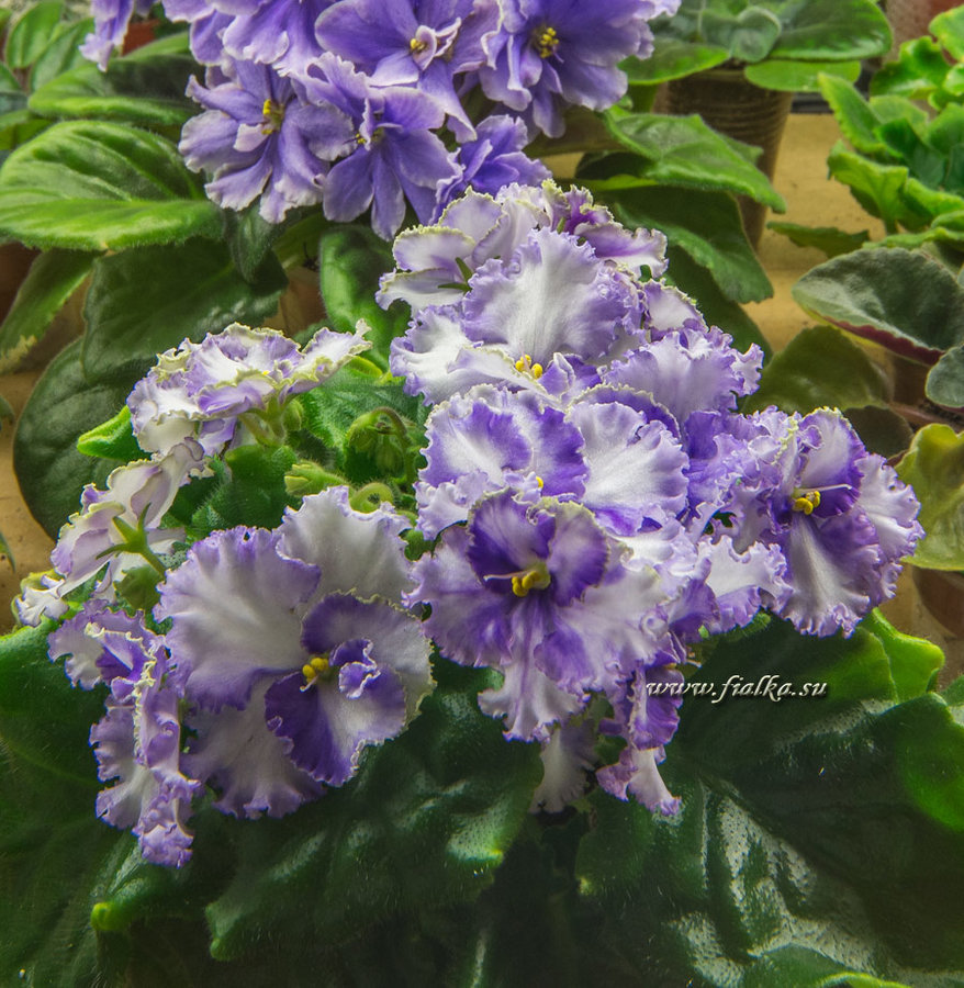 DSC_9177.jpg