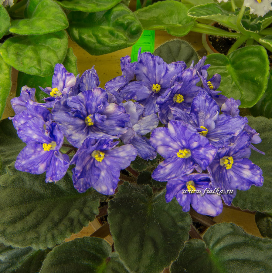 DSC_9178.jpg