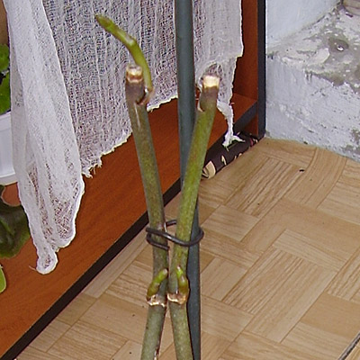 фален.jpg