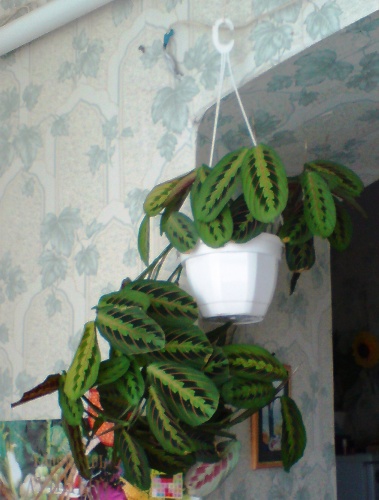 DSC00005.JPG