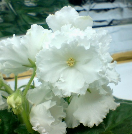 DSC00009.JPG