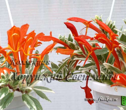 HirtaVariegata_LieghtPrince.jpg