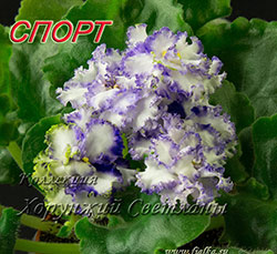 Фото Фиалки Самоцветы Фото Фиалки Самоцветы