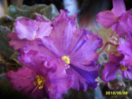 Backeye Cosmic Rays.JPG