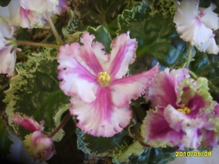 Buckeye Irish Lace.JPG