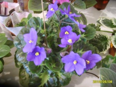 Kentucky Blue Bonnet.JPG