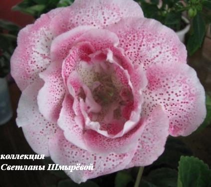 Брызги шампанского.jpg