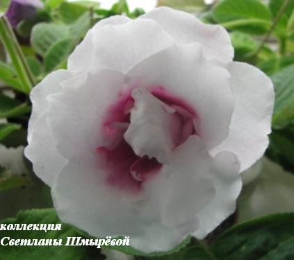 Дольче вита.jpg