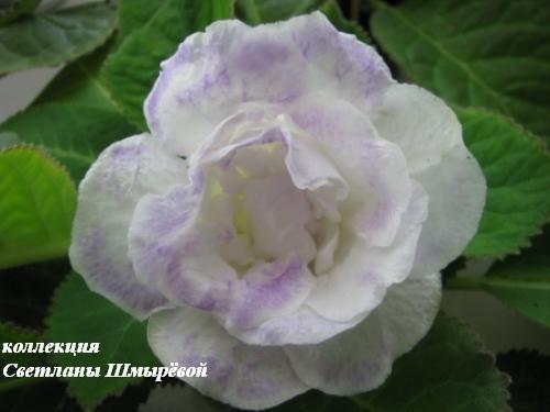 ЕС- Северная пальмира 2.jpg