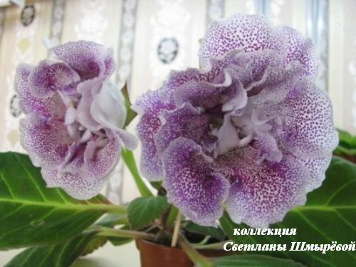 ЕС-Млечный путь.jpg