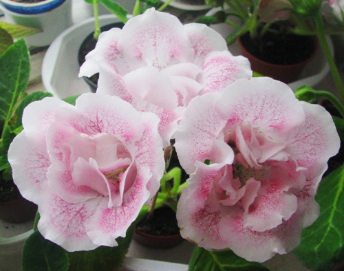 ЕС-Розовая чайка.jpg