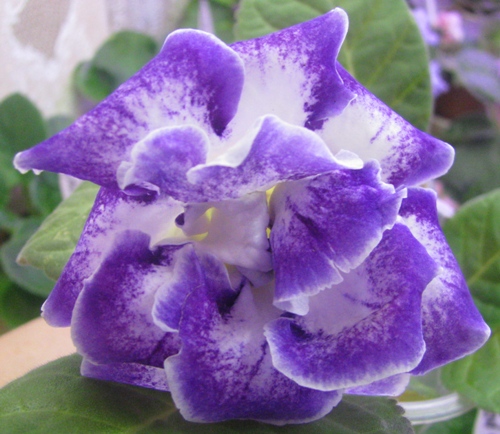 Случайная встреча 1.jpg