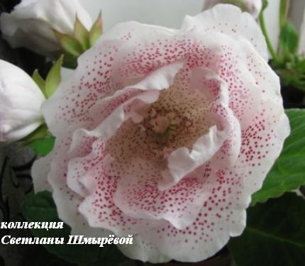 ЕС-Созвездие любви.jpg