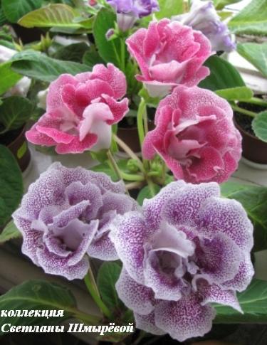 Коллекция 2.jpg