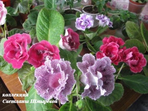 Коллекция 3.jpg