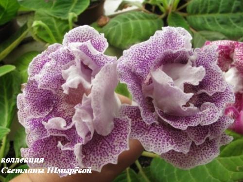 Маркиза ангелов (Бисер Одесса).jpg