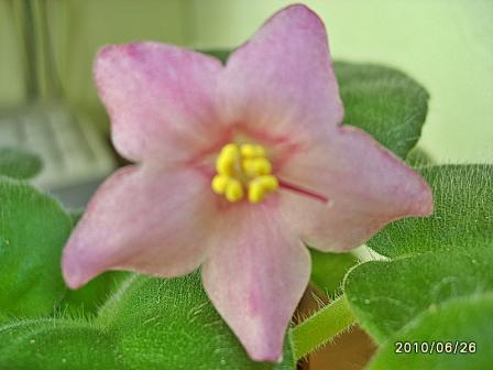 РС-Брусничный Сироп21.JPG