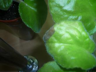 Копия P1060799.JPG