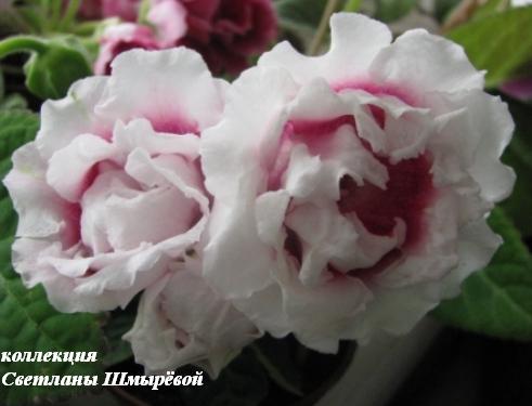 Райская птичка.jpg