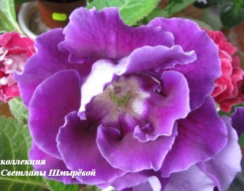 Тамерлан (Идеал Одесса).jpg