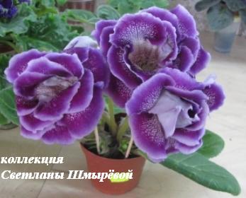 Тень луны.jpg