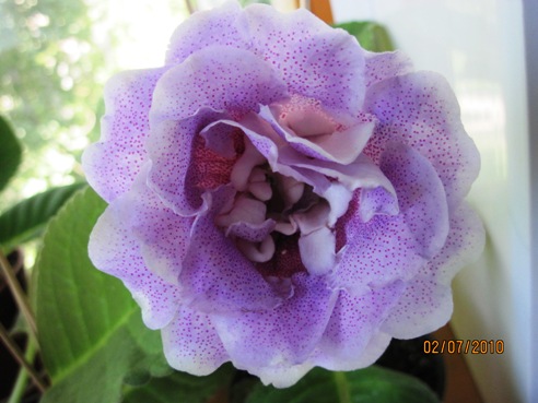 Бисер Воронежский.JPG