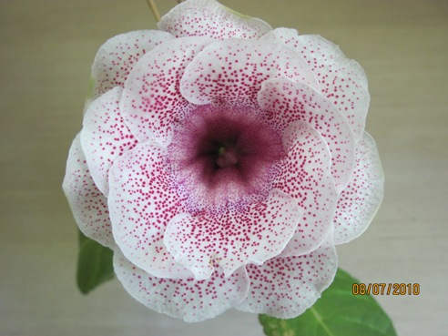 Сеянец Ситец красный махров..JPG