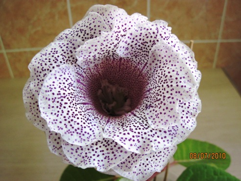 Сеянец Ситец сиреневый махров..JPG