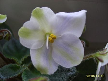 Emerald City-химера3.JPG