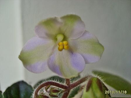 Emerald City-химера2.JPG