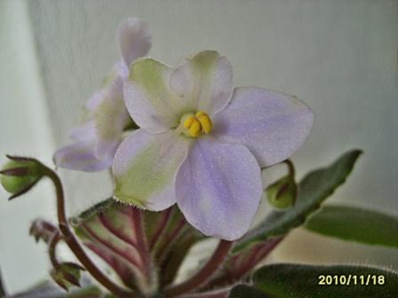 Emerald City-химера1.JPG