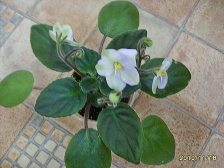 Emerald City-химера.JPG