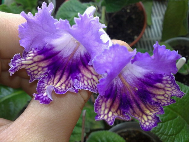 03112010022_изменение размера_изменение размера.JPG