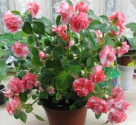 Sparkler Salmon 2.jpg