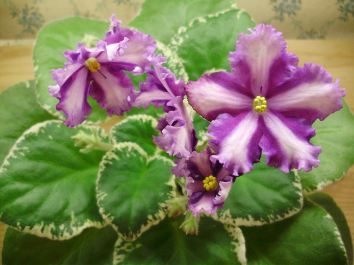 фортуна теллер.JPG