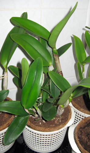 горшки из кокосового волокна.jpg