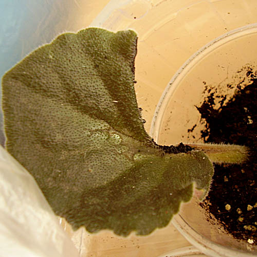 бедный листик.jpg