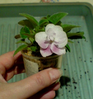 фиалки (2).JPG