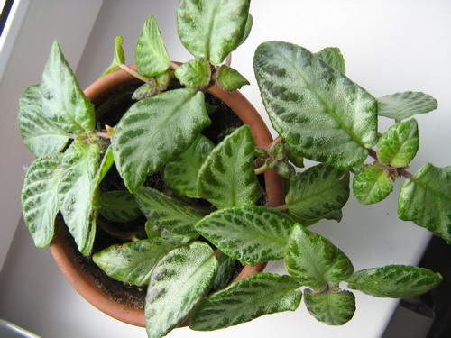 обормоты 2 654_изменить размер.jpg