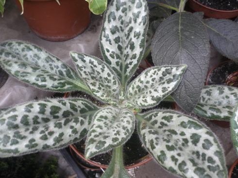 хирита sinensis.jpg