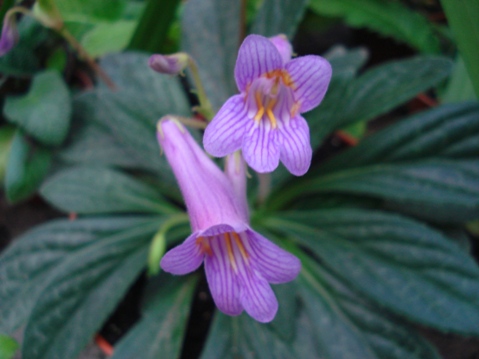 Копия хирита.jpg