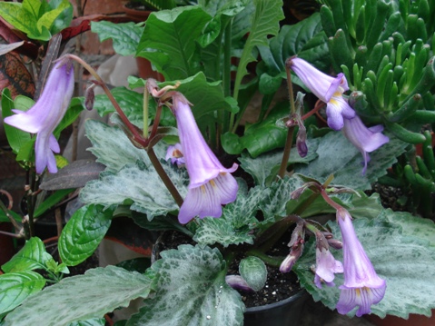 Копия хирита1.jpg