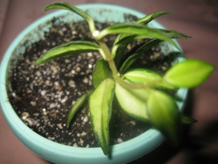 H. Bella Lois Bois.jpg