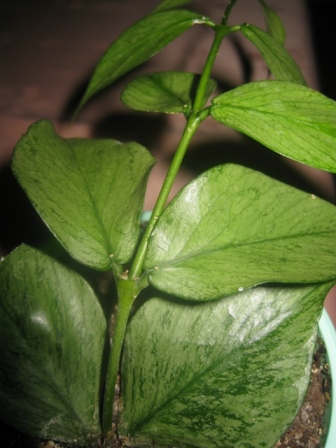 H. Polyneura Broget.jpg